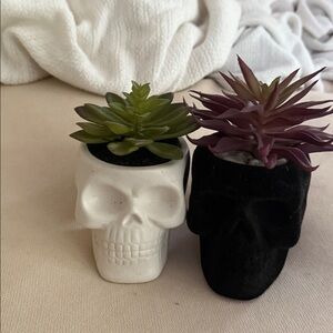 Skull Planter Set with Succulents
